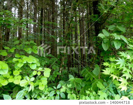 The vast grounds of Koiwai Farm in Iwate Prefecture are dotted with forests and diverse plant communities. The vast grounds of Koiwai Farm in Iwate Prefecture are dotted with forests and diverse plant communities. 140044718