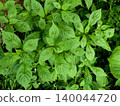 Plants at Koiwai Farm: Cute flowers blooming in the middle of the leaves of the Japanese holly (Ilex crenata). 140044720