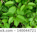 Plants at Koiwai Farm: Cute flowers blooming in the middle of the leaves of the Japanese holly (Ilex crenata). 140044721