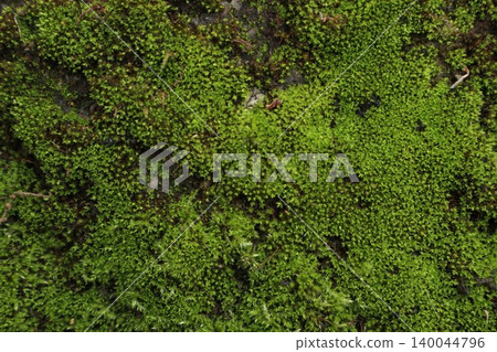Moss Texture Moss Texture 140044796