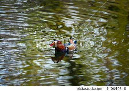 Close-up of Mandarin ducks swimming in West Lake, Hangzhou, China. A kind of Waterbirds. Birdwatching. Travel, animal and nature scene. Popular park of Hangzhou city China.  140044848