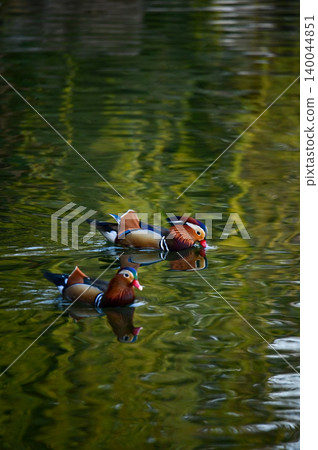 Close-up of Mandarin ducks swimming in West Lake, Hangzhou, China. A kind of Waterbirds. Birdwatching. Travel, animal and nature scene. Popular park of Hangzhou city China. Close-up of Mandarin ducks swimming in West Lake, Hangzhou, China. A kind of Waterbirds. Birdwatching. Travel, animal and nature scene. Popular park of Hangzhou city China. 140044851