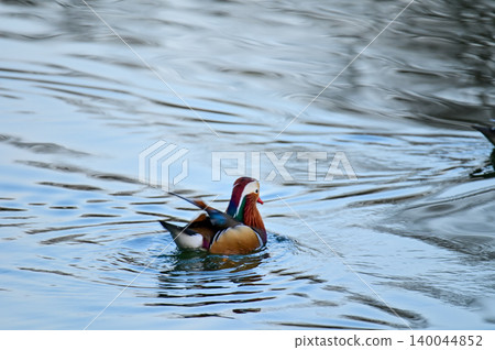 Close-up of Mandarin ducks swimming in West Lake, Hangzhou, China. A kind of Waterbirds. Birdwatching. Travel, animal and nature scene. Popular park of Hangzhou city China. Close-up of Mandarin ducks swimming in West Lake, Hangzhou, China. A kind of Waterbirds. Birdwatching. Travel, animal and nature scene. Popular park of Hangzhou city China. 140044852