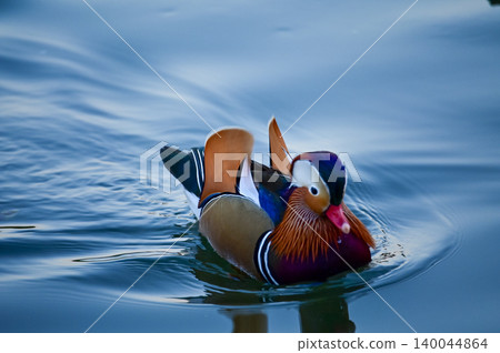 Close-up of Mandarin ducks swimming in West Lake, Hangzhou, China. A kind of Waterbirds. Birdwatching. Travel, animal and nature scene. Popular park of Hangzhou city China. Close-up of Mandarin ducks swimming in West Lake, Hangzhou, China. A kind of Waterbirds. Birdwatching. Travel, animal and nature scene. Popular park of Hangzhou city China. 140044864