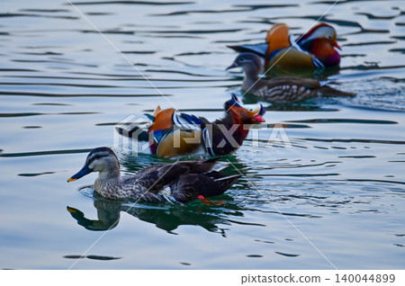 Close-up of Mandarin ducks and wood ducks swimming in West Lake, Hangzhou, China. A kind of Waterbirds. Birdwatching. Travel, animal and nature scene. Popular park of Hangzhou city China. Close-up of Mandarin ducks and wood ducks swimming in West Lake, Hangzhou, China. A kind of Waterbirds. Birdwatching. Travel, animal and nature scene. Popular park of Hangzhou city China. 140044899