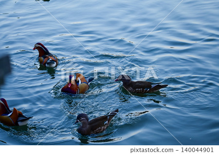 Close-up of Mandarin ducks and wood ducks swimming in West Lake, Hangzhou, China. A kind of Waterbirds. Birdwatching. Travel, animal and nature scene. Popular park of Hangzhou city China. Close-up of Mandarin ducks and wood ducks swimming in West Lake, Hangzhou, China. A kind of Waterbirds. Birdwatching. Travel, animal and nature scene. Popular park of Hangzhou city China. 140044901