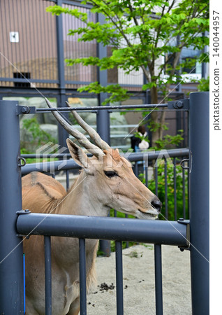 Close-up of the common eland in the cage of zoo. Close-up of Eland head. Eland inside a fenced enclosure at a zoo. Animals in captivity. Nature and animal concept. 140044957