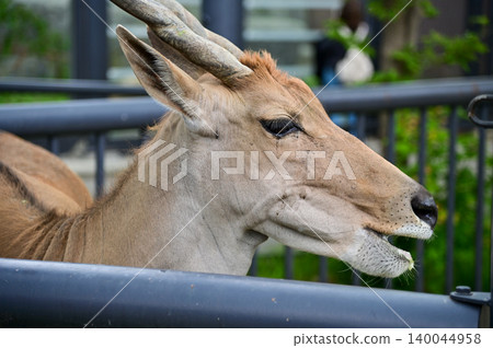 Close-up of the common eland in the cage of zoo. Close-up of Eland head. Eland inside a fenced enclosure at a zoo. Animals in captivity. Nature and animal concept. Close-up of the common eland in the cage of zoo. Close-up of Eland head. Eland inside a fenced enclosure at a zoo. Animals in captivity. Nature and animal concept. 140044958