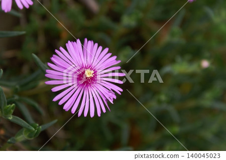 pink pine pink pine 140045023