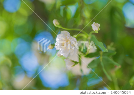 White Banksia Rose [May] 140045094
