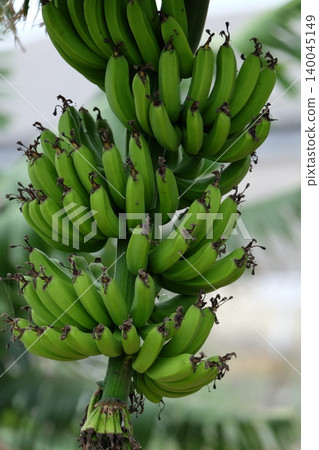 Blue banana fruit Blue banana fruit 140045149