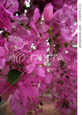 粉紅色的九重葛 粉紅色的九重葛 140045151