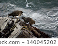 Pair of Black Turnstone, Arenaria melanocephala Pair of Black Turnstone, Arenaria melanocephala 140045202