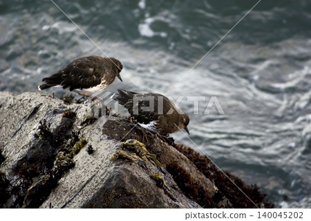 Pair of Black Turnstone, Arenaria melanocephala 140045202