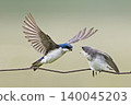 Male Tree Swallow, Tachycineta bicolor, feeding young bird Male Tree Swallow, Tachycineta bicolor, feeding young bird 140045203