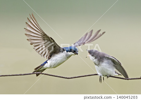 Male Tree Swallow, Tachycineta bicolor, feeding young bird 140045203