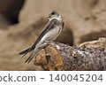 Bank Swallow or Sand Martin, Riparia riparia, close up view Bank Swallow or Sand Martin, Riparia riparia, close up view 140045204