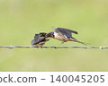 Barn Swallow, Hirundo rustica, feeding young in flight Barn Swallow, Hirundo rustica, feeding young in flight 140045205