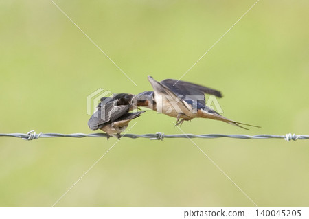 Barn Swallow, Hirundo rustica, feeding young in flight Barn Swallow, Hirundo rustica, feeding young in flight 140045205