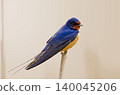 Barn Swallow, Hirundo rustica, perched on a reed Barn Swallow, Hirundo rustica, perched on a reed 140045206