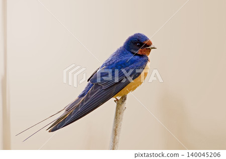 Barn Swallow, Hirundo rustica, perched on a reed 140045206