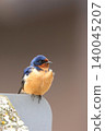 Vertical of a Barn Swallow, Hirundo rustica, on a post Vertical of a Barn Swallow, Hirundo rustica, on a post 140045207
