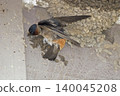 Cliff Swallow, Petrochelidon pyrrhonota, building a mud nest Cliff Swallow, Petrochelidon pyrrhonota, building a mud nest 140045208