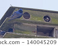 Purple Martin, Progne subis, pair at nest box Purple Martin, Progne subis, pair at nest box 140045209