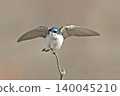 Male Tree Swallow, Tachycineta bicolor, wings spread on perch Male Tree Swallow, Tachycineta bicolor, wings spread on perch 140045210