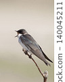 Female Tree Swallow, Tachycineta bicolor, calling from a perch Female Tree Swallow, Tachycineta bicolor, calling from a perch 140045211