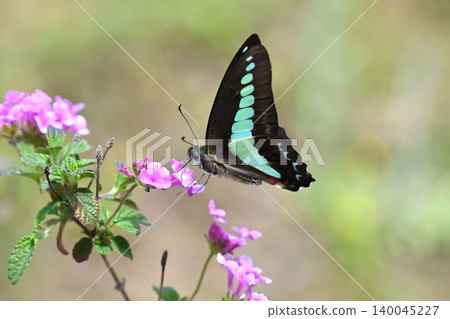 Spring image (Common Bluebottle) Spring image (Common Bluebottle) 140045227