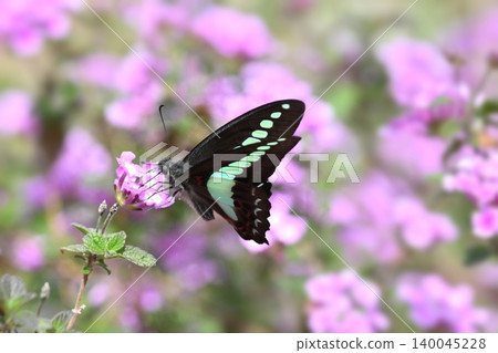 Spring image (Common Bluebottle) Spring image (Common Bluebottle) 140045228