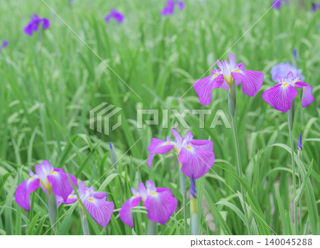 Irises in full bloom, heralding the arrival of early summer, against a refreshing green background. Irises in full bloom, heralding the arrival of early summer, against a refreshing green background. 140045288