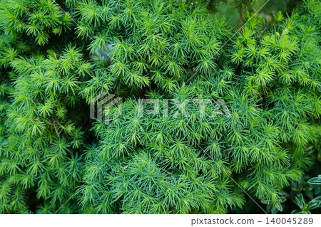 A type of conifer with lush green leaves. A type of conifer with lush green leaves. 140045289