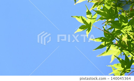 Blue sky and fresh green maple leaves Blue sky and fresh green maple leaves 140045364
