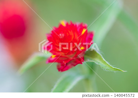 A close-up macro photograph of the eye-catching, vibrant red globe amaranth. A close-up macro photograph of the eye-catching, vibrant red globe amaranth. 140045572