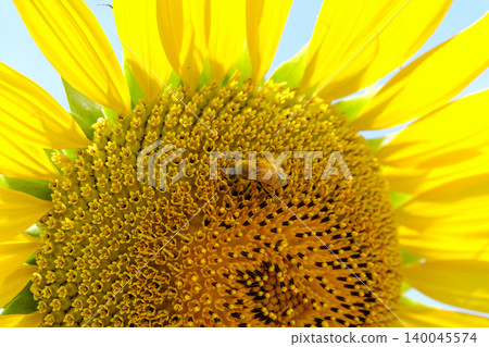 A close-up of bees gathering on a large sunflower to collect nectar. A close-up of bees gathering on a large sunflower to collect nectar. 140045574