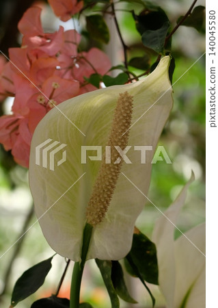 White spathiphyllum White spathiphyllum 140045580