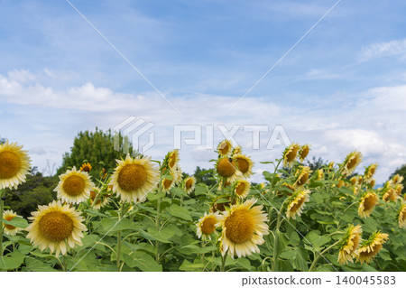 A field of pale yellow sunflowers stretching out under a blue sky. A field of pale yellow sunflowers stretching out under a blue sky. 140045583