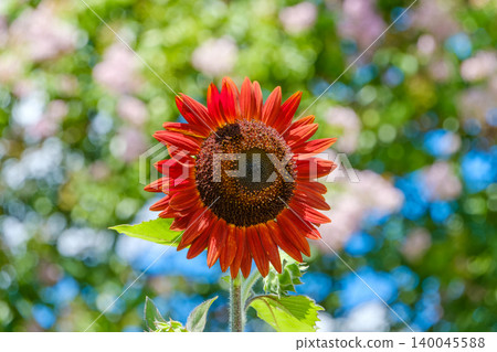 一朵罕見的紅色向日葵在透過樹梢灑下的溫暖陽光中盛開。 140045588