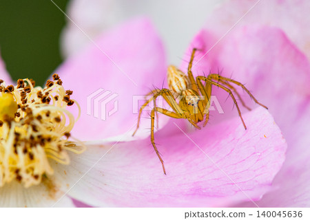 Pink petals and a lynx spider 140045636