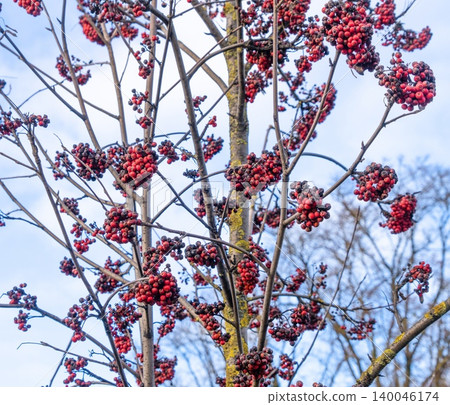 Winter berry scene. Solitary tree with tangled limbs and plentiful berries during cold winter months 140046174
