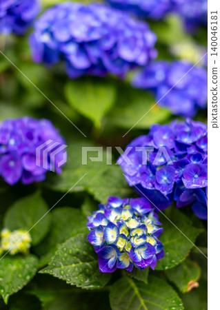 Hydrangea in the garden Hydrangea in the garden 140046181