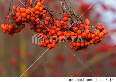 Moist berries clinging after gentle rain. Droplets on glossed fruit against soft green background mood Moist berries clinging after gentle rain. Droplets on glossed fruit against soft green background mood 140046212