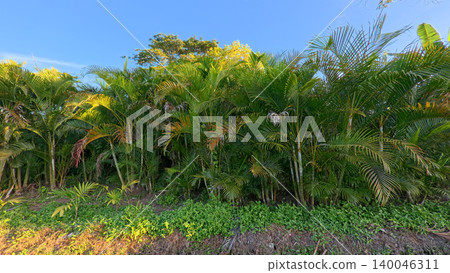 Beautiful areca palm tree plantation landscape against blue sky, tropical agriculture field of green palm trees in Indonesia Beautiful areca palm tree plantation landscape against blue sky, tropical agriculture field of green palm trees in Indonesia 140046311