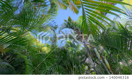 Beautiful areca palm tree plantation landscape against blue sky, tropical agriculture field of green palm trees in Indonesia Beautiful areca palm tree plantation landscape against blue sky, tropical agriculture field of green palm trees in Indonesia 140046316