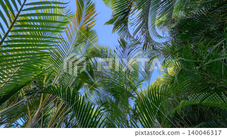 Beautiful areca palm tree plantation landscape against blue sky, tropical agriculture field of green palm trees in Indonesia Beautiful areca palm tree plantation landscape against blue sky, tropical agriculture field of green palm trees in Indonesia 140046317