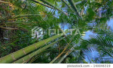 Beautiful areca palm tree plantation landscape against blue sky, tropical agriculture field of green palm trees in Indonesia Beautiful areca palm tree plantation landscape against blue sky, tropical agriculture field of green palm trees in Indonesia 140046319