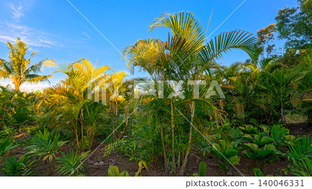 Beautiful areca palm tree plantation landscape against blue sky, tropical agriculture field of green palm trees in Indonesia Beautiful areca palm tree plantation landscape against blue sky, tropical agriculture field of green palm trees in Indonesia 140046331