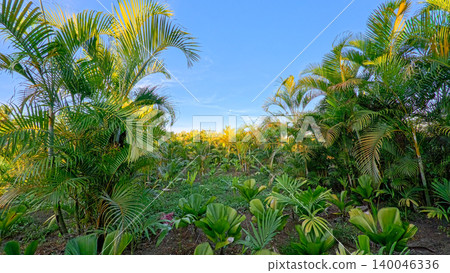 Beautiful areca palm tree plantation landscape against blue sky, tropical agriculture field of green palm trees in Indonesia 140046336